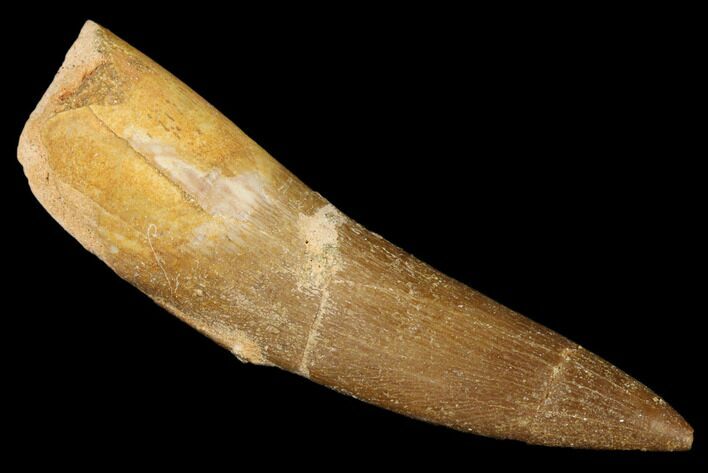 Fossil Plesiosaur (Zarafasaura) Tooth - Morocco #176903